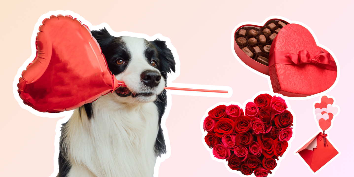 A dog holding a heart-shaped balloon in his mouth.