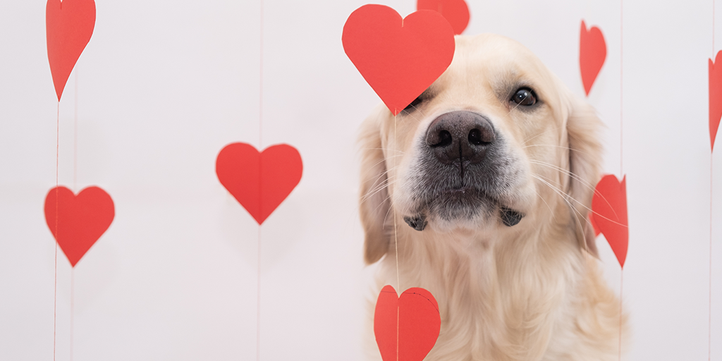 A dog with paper hearts